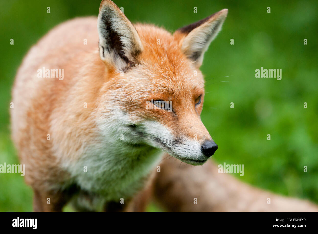 Fox: Geliebt und gehasst im Vereinigten Königreich in gleichem Maße Stockfoto