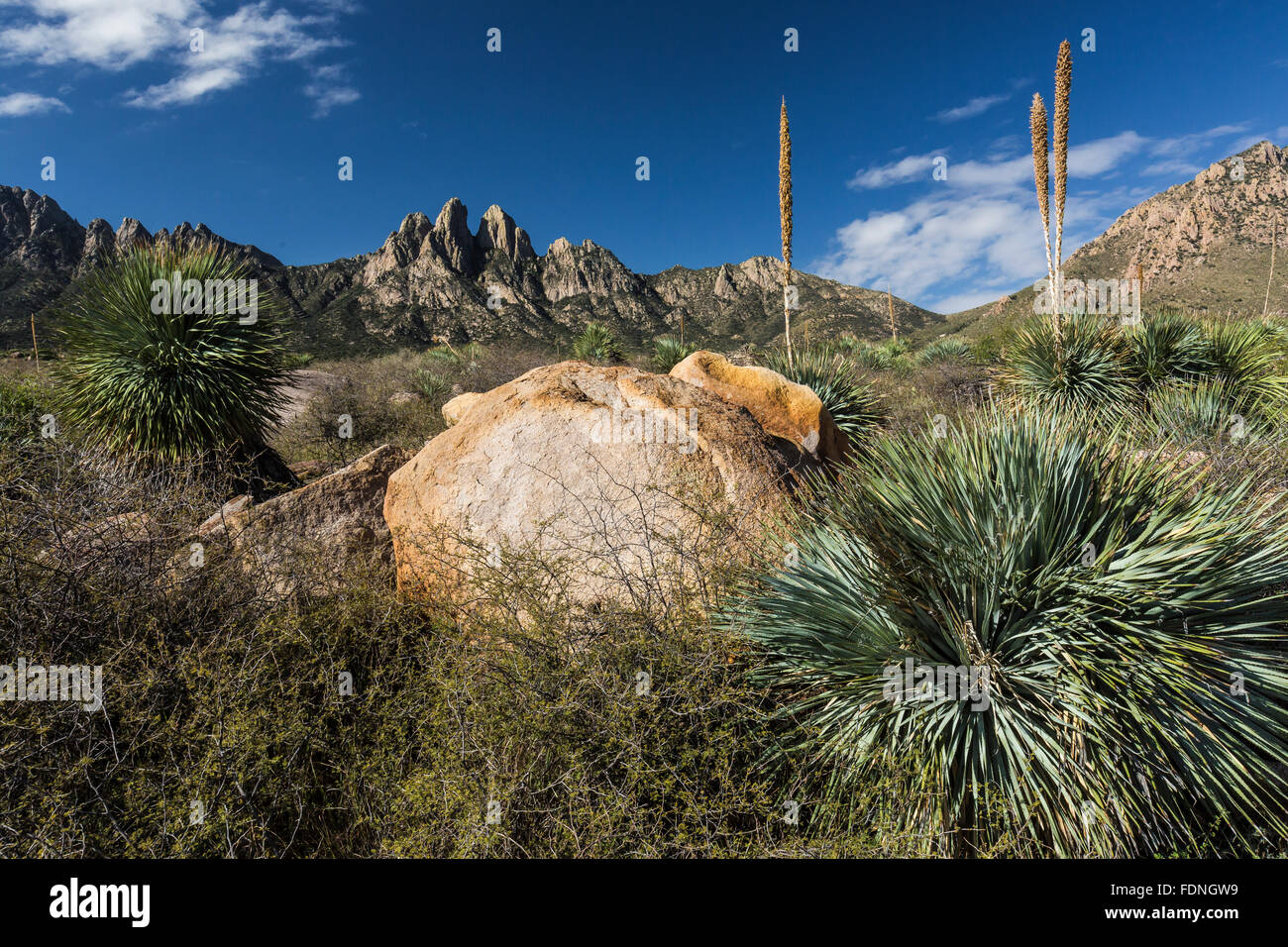 Stacheldraht Blätter der Wüste Löffel, Dasylirion Wheeleri in den Organ Mountains, New Mexico, USA Stockfoto