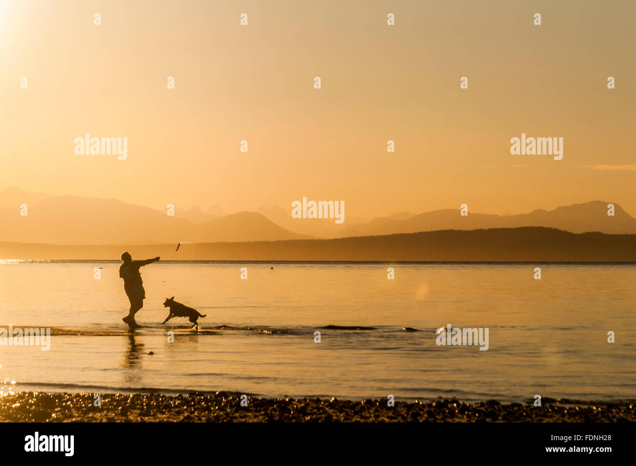 Mann wirft Stick für Hund bei Sonnenaufgang, Holmes Point, Comox, Britiah-Kolumbien, Kanada Stockfoto