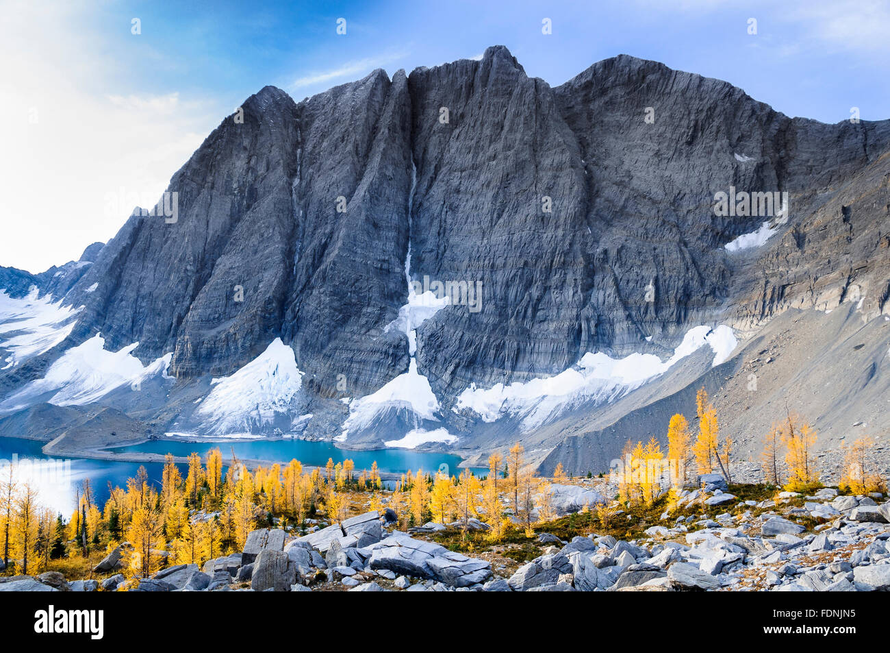 Alpine Lärche im Herbst an der Felswand, Floe See, Kootenay Nationalpark, British Columbia, Kanada Stockfoto
