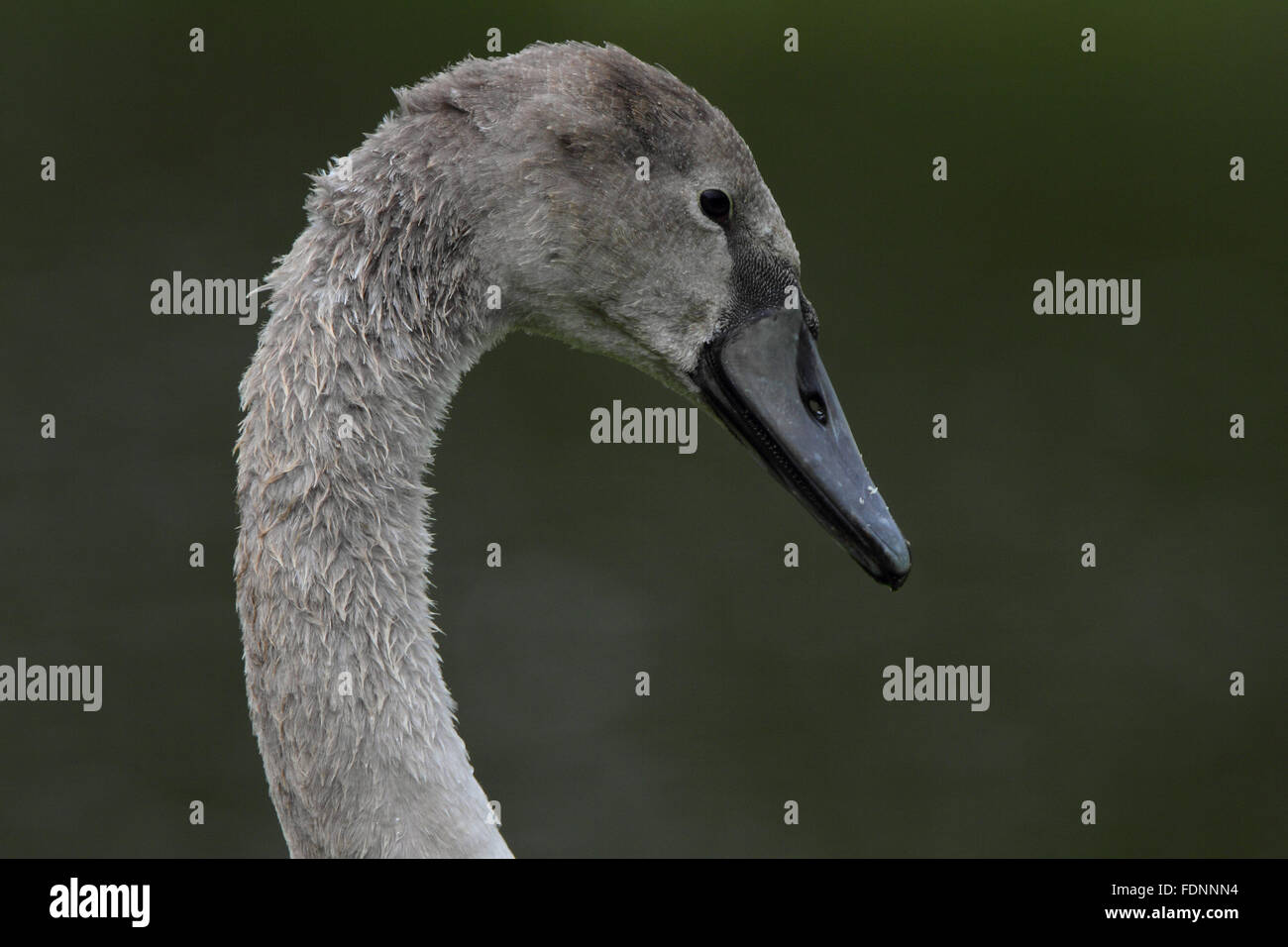 Cygnet Höckerschwan (Cygnus Olor) Stockfoto