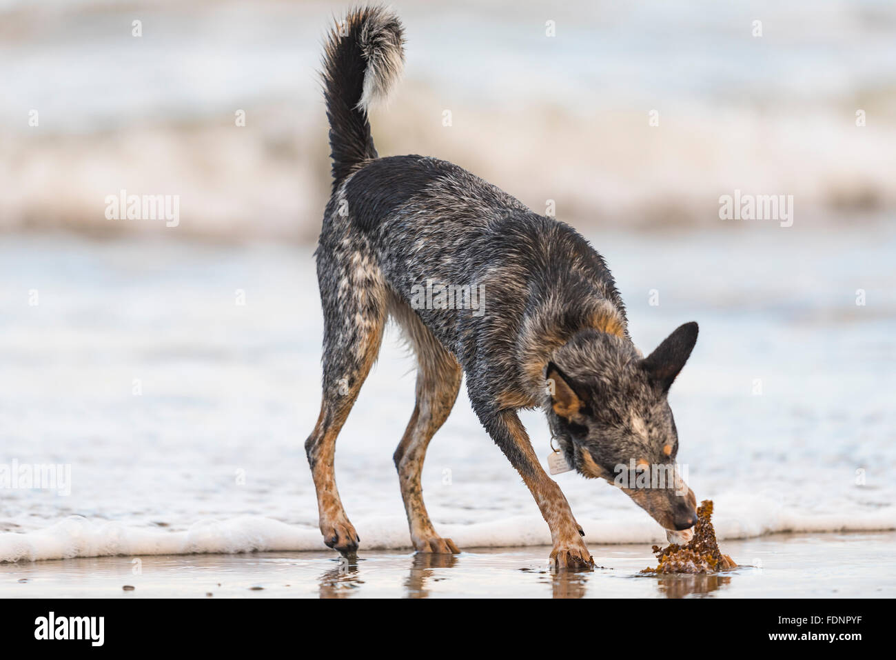 Blue Heeler Welpen spielen am Strand, Haida Gwaii Stockfoto