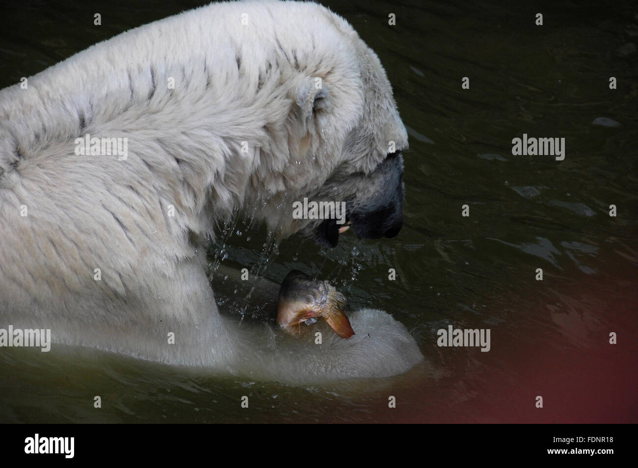 Der Eisbär wartet mit Fisch gefüttert werden Stockfoto
