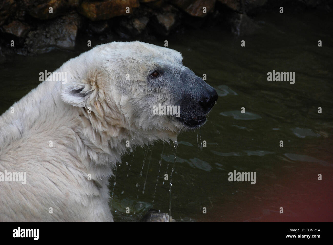 Der Eisbär wartet mit Fisch gefüttert werden Stockfoto