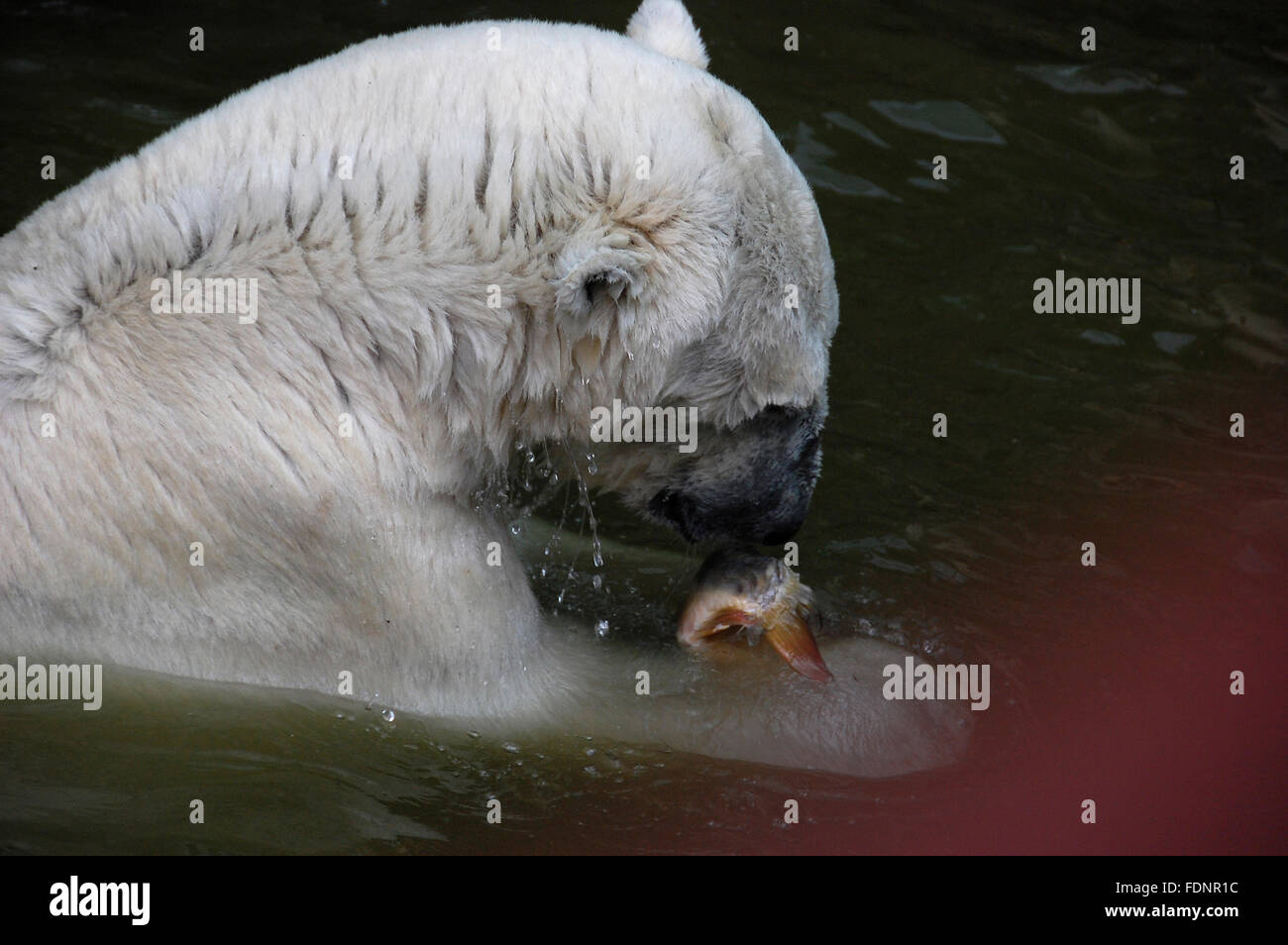Der Eisbär wartet auf seinen Fisch gefüttert werden Stockfoto