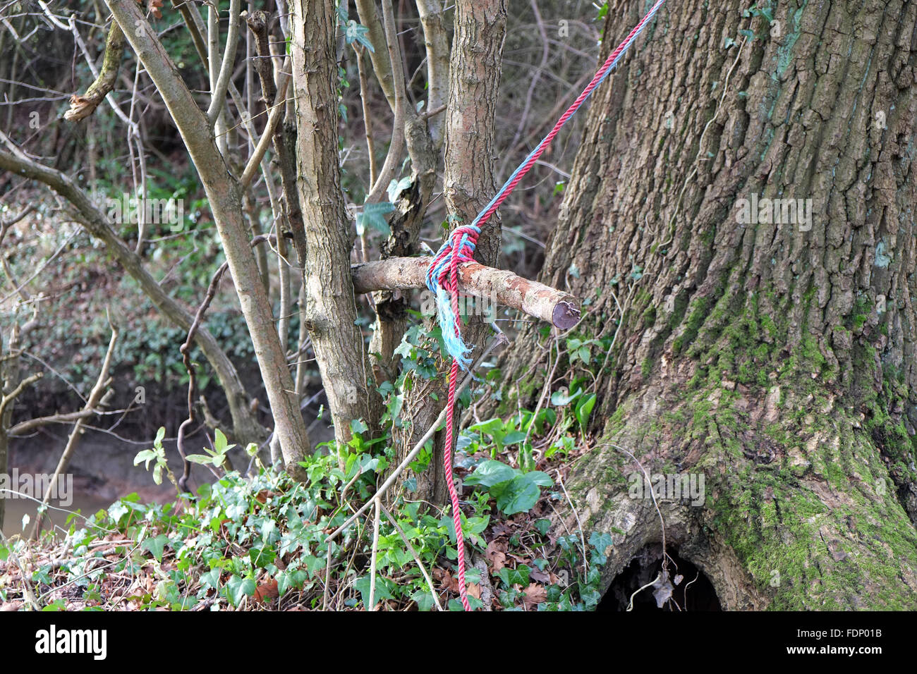 Sitz des Flusses Seil schwingen statt zurück in die Bäume warten auf die nächste Gruppe von jungen Leuten zu kommen und Spaß haben. Februar 2016 Stockfoto