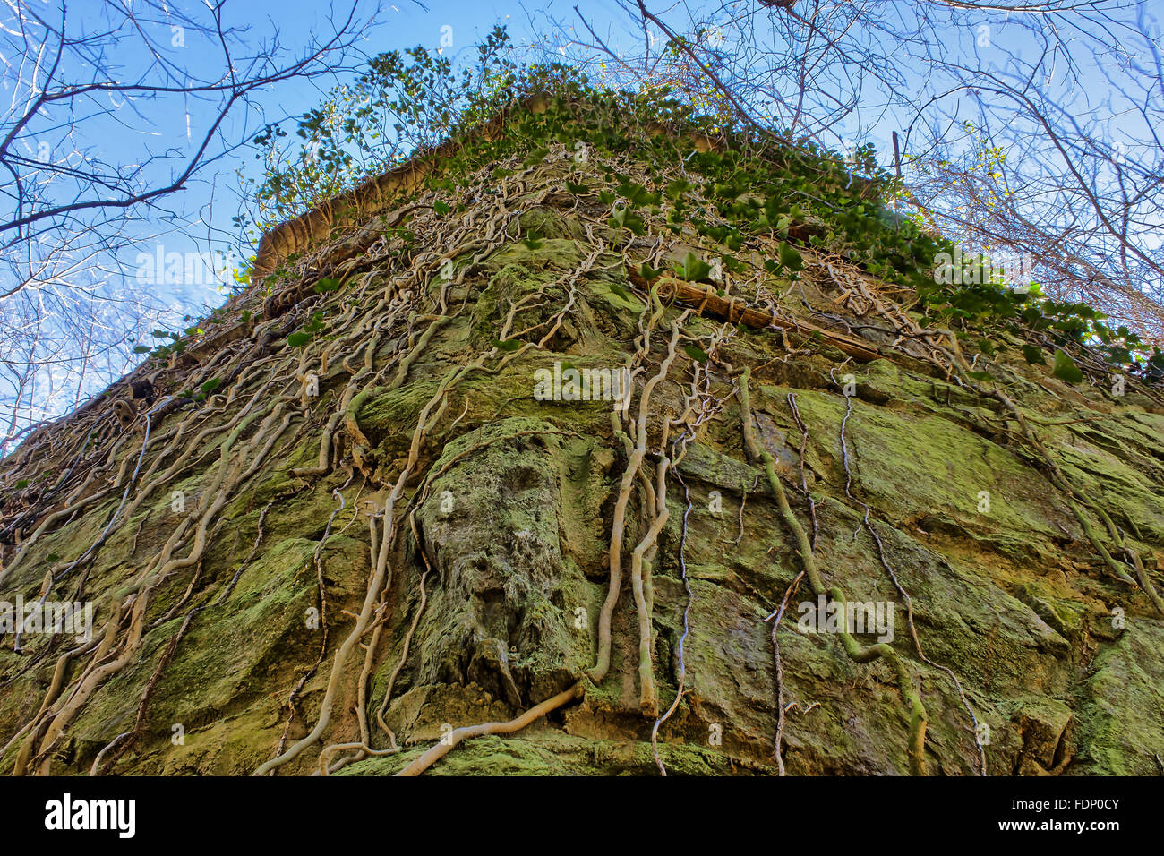 Reben wachsen auf der Seite eine Mauer Stockfoto