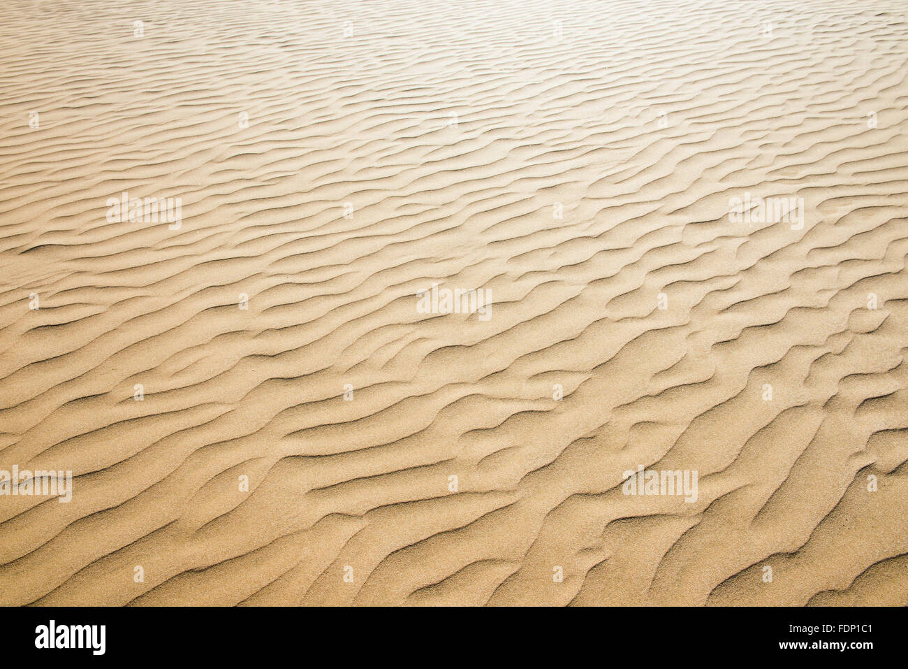 Gold-Wüste in den Sonnenuntergang. Sand Textur Stockfoto