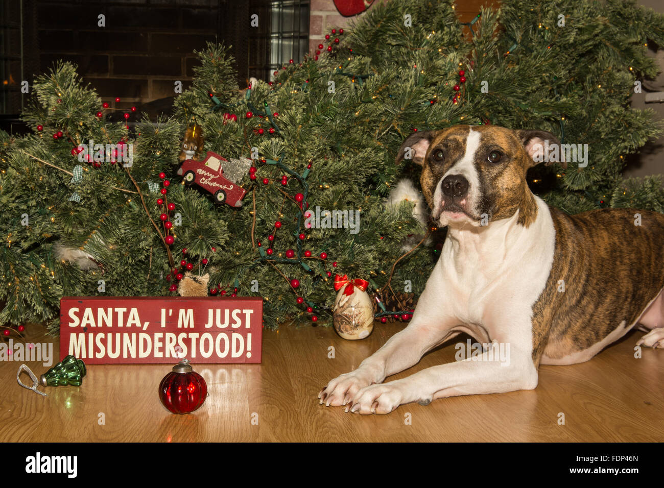Hund zerstört Weihnachten Stockfotografie Alamy