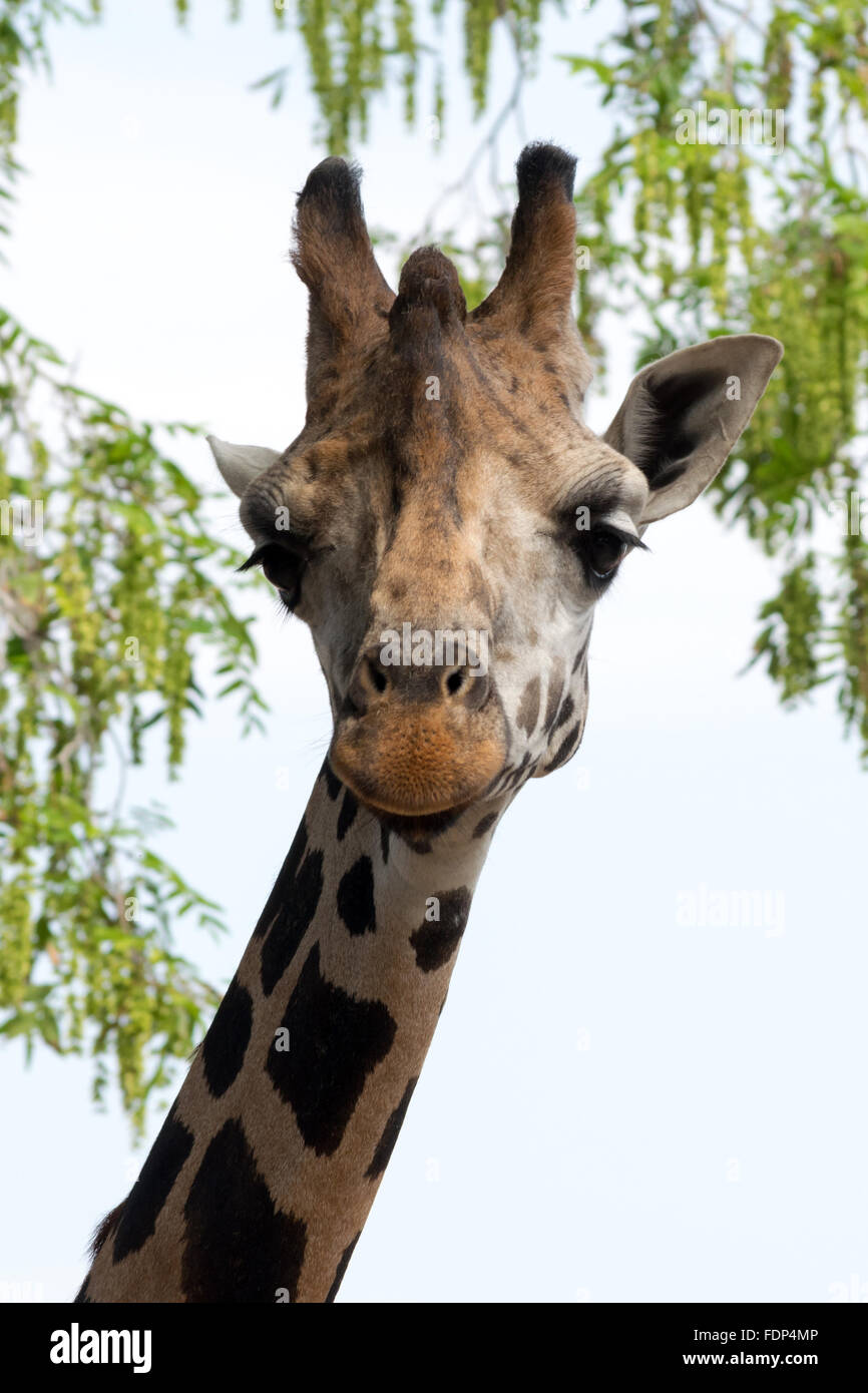 Rothschild Giraffen (Giraffa Plancius Rothschildi) Stockfoto
