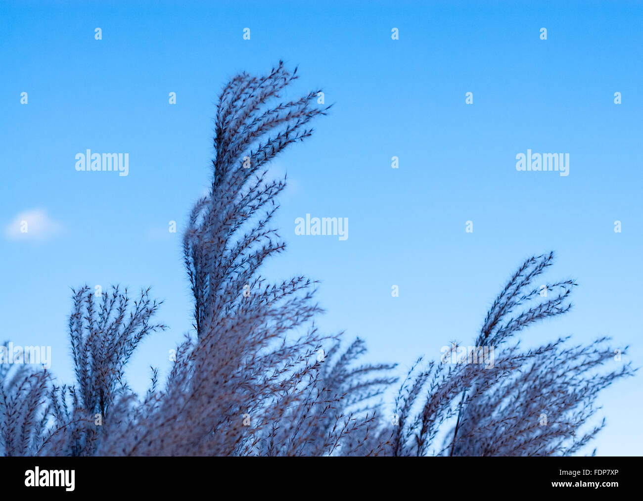 Tops von Zierpflanzen lila Gras Köpfe und Samen gebogen in Wind gegen den blauen Himmel. Stockfoto