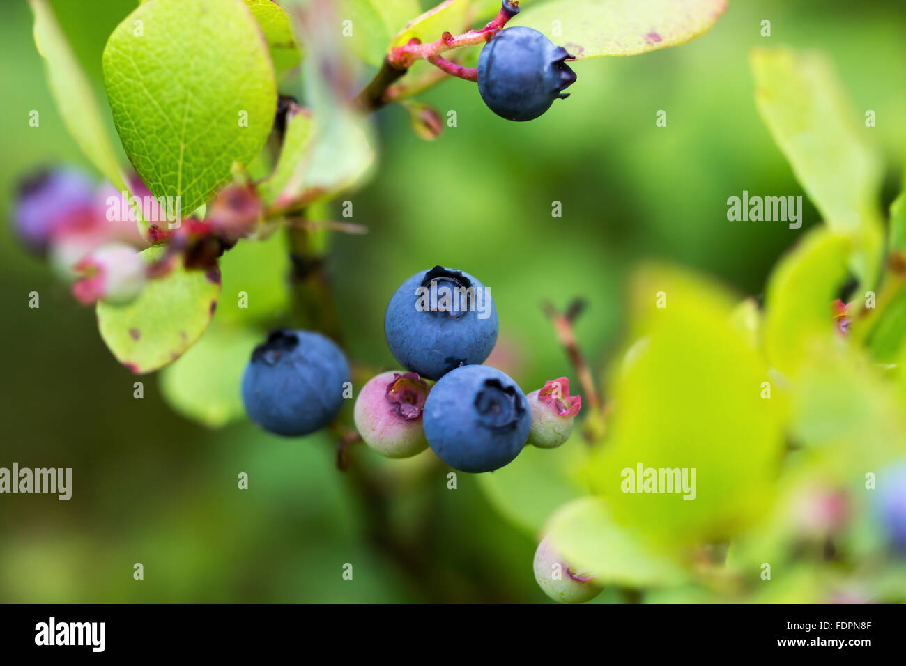 Wilde Blaubeeren nach dem Regen. Stockfoto