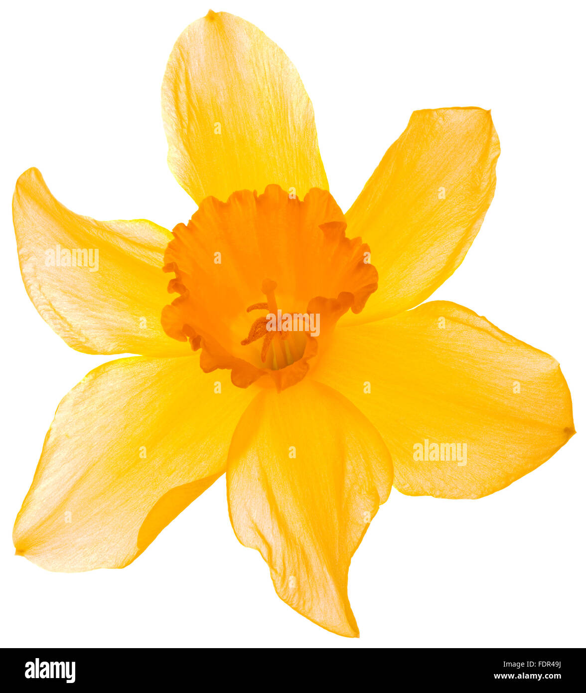 Wilde Narzissen Fastenzeit Lily Isolated on White Background Stockfoto