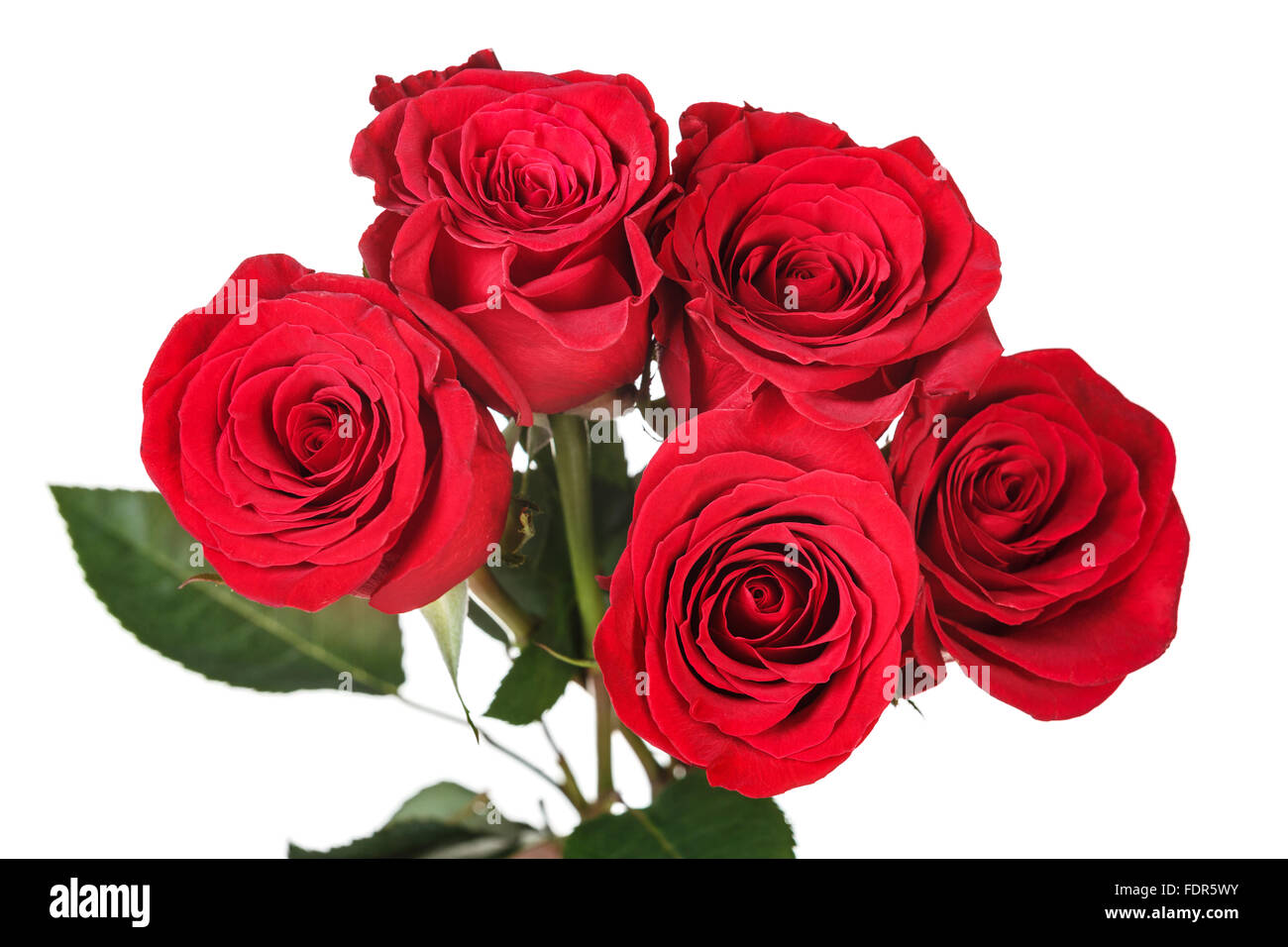 Gesättigten rot perfekt stieg Stockfoto