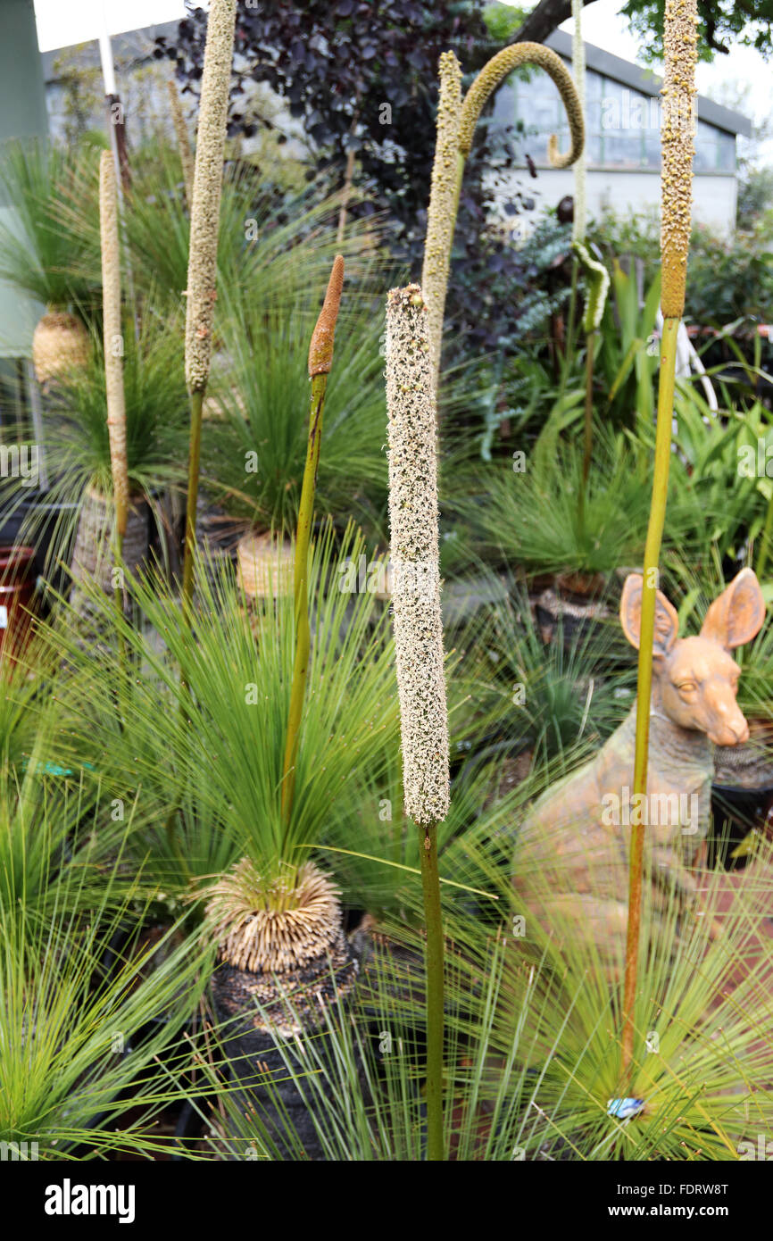 Grasbäume, Xanthorrhoea Preissi in einem Topf zum Verkauf Stockfoto