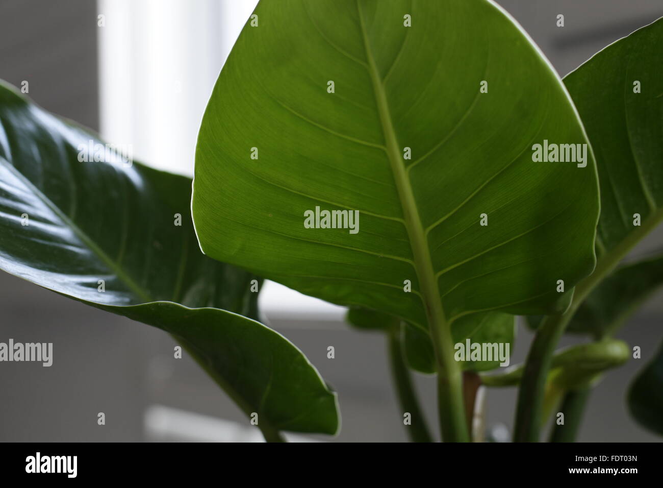 Frische Blätter Basilikum isoliert auf weißem Hintergrund. Clipping-Pfad enthalten Stockfoto