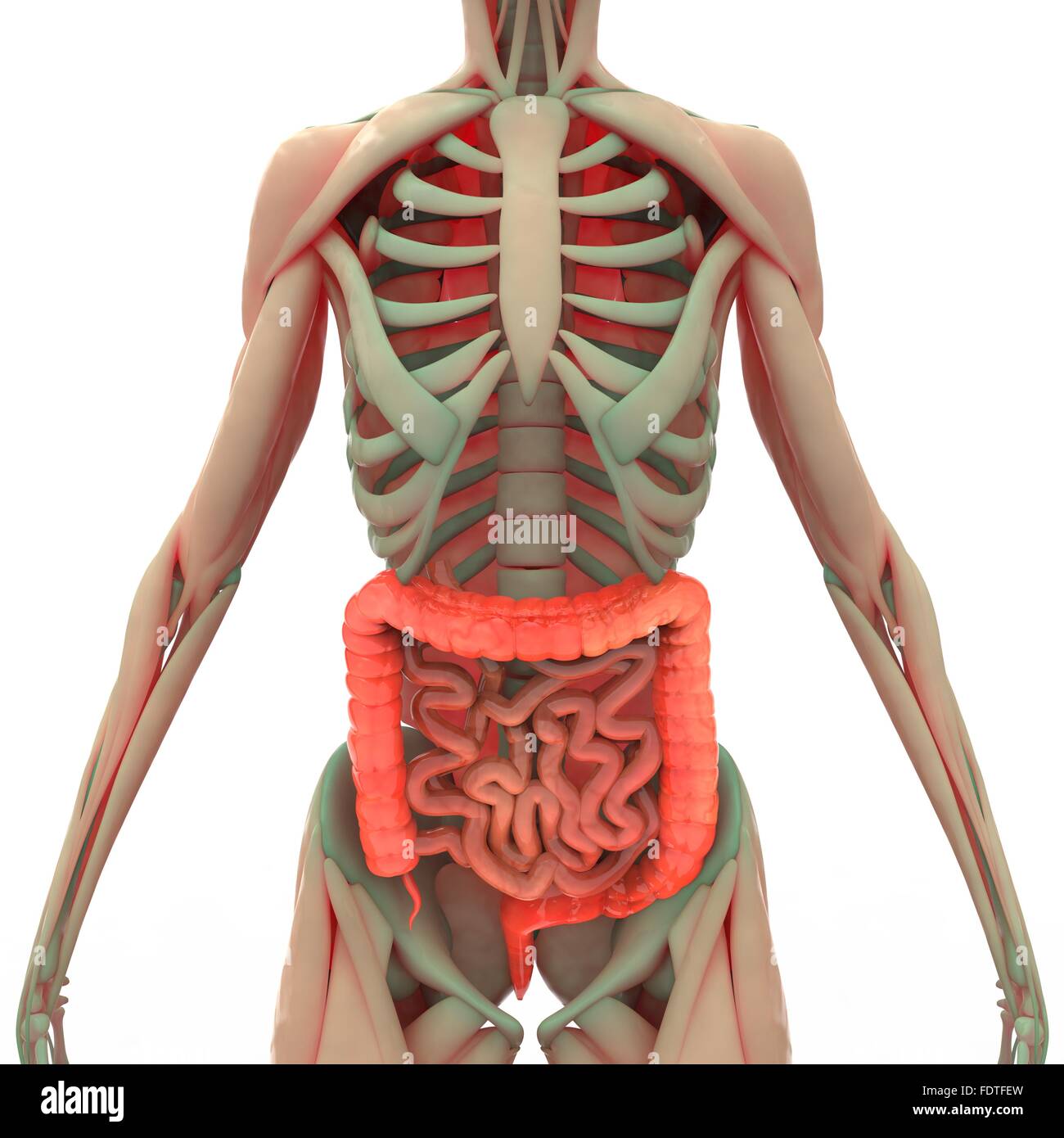 Menschliche Verdauungssystem Große und kleine Darm Anatomie