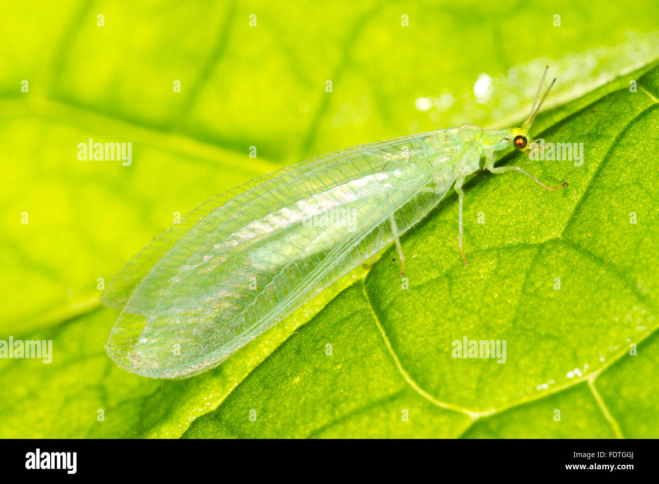 Gemeinsamen grünen Florfliege (Chrysoperla Carnea) Erwachsenen, ruht auf einem Blatt. Powys, Wales. August. Stockfoto