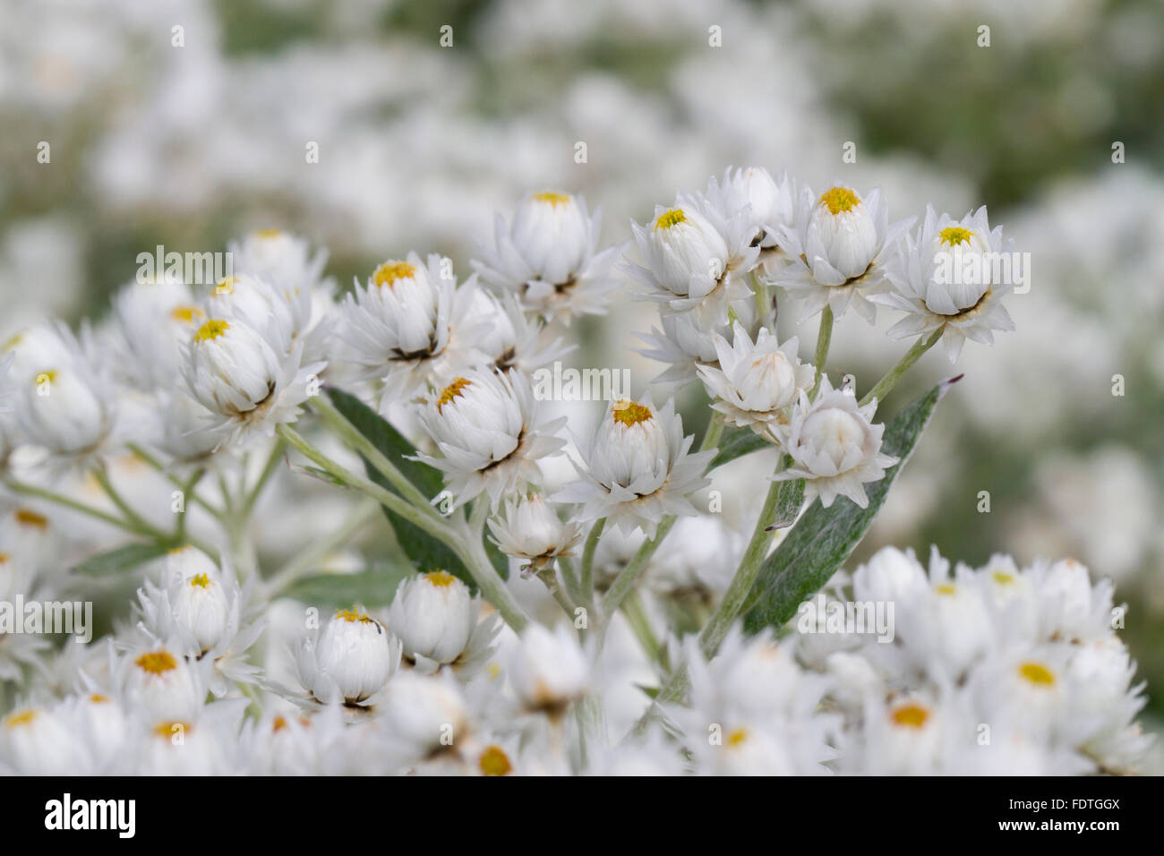 Perle ewige (Anaphalis Triplinervis) "Sommerschnee" Blüte in einem Garten. Carmarthenshire, Wales. August. Stockfoto