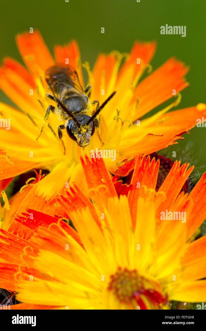 Gemeinsamen Furche-Biene (Früchte Calceatum) Männchen ernähren sich von Orange Habichtskraut (Gruppe Aurantiaca) Blumen. Powys, Wales. Stockfoto