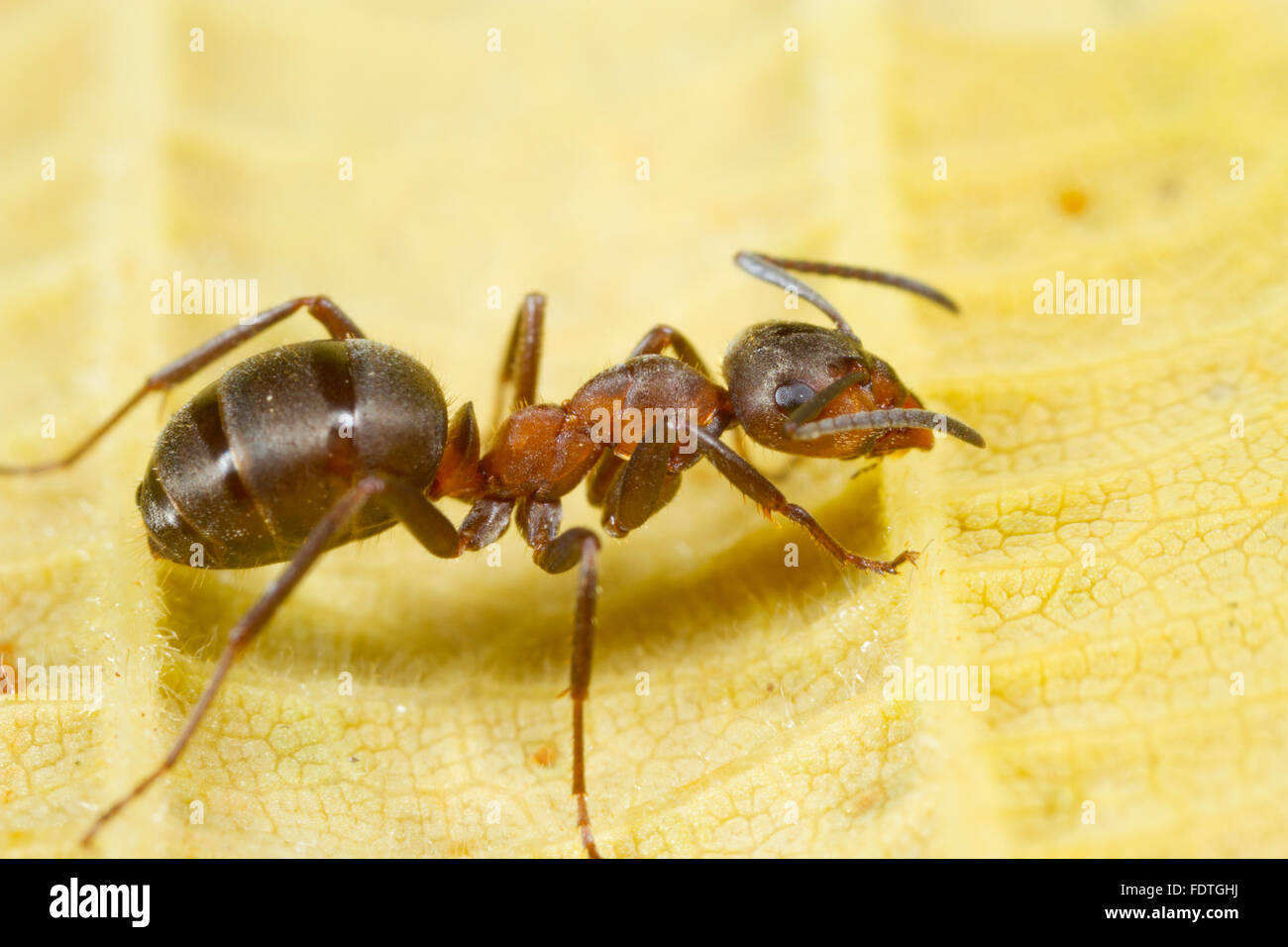 Behaarte Waldameisen (Formica Lugubis) Erwachsenen Arbeiter auf einem Blatt. Shropshire, England. September. Stockfoto