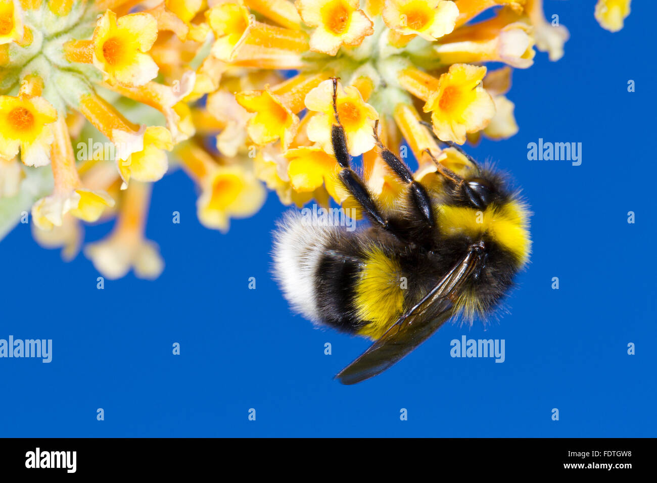 Garten-Hummel (Bombus Hortorum) Männchen ernähren sich von Sommerflieder (Buddleja X Weyeriana) Blumen in einem Garten. Powys, Wales. Stockfoto