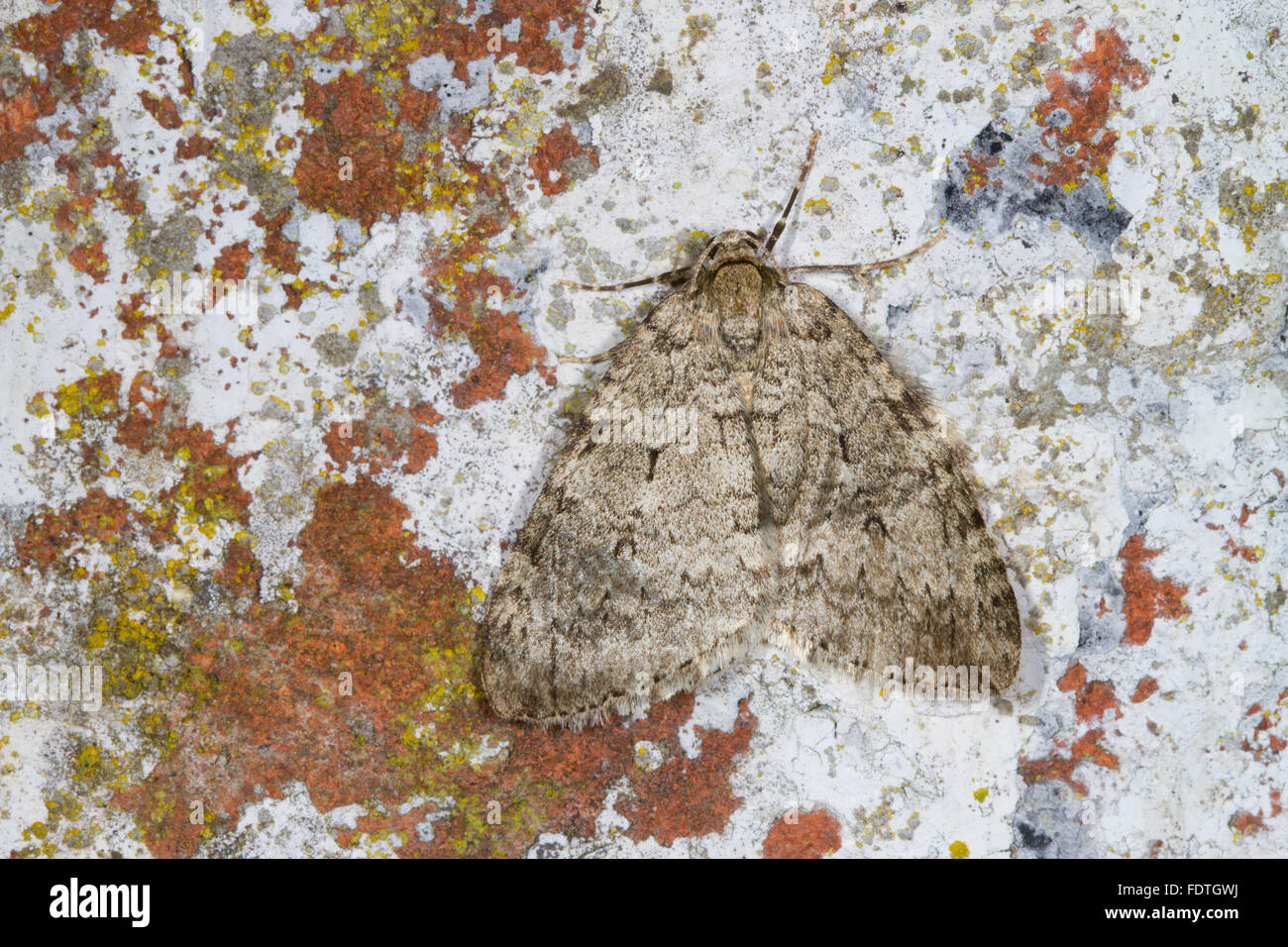 November Motte (Epirrita Dilutata) Erwachsenen Falter ruht auf einer Wand. Powys, Wales. Oktober. Stockfoto