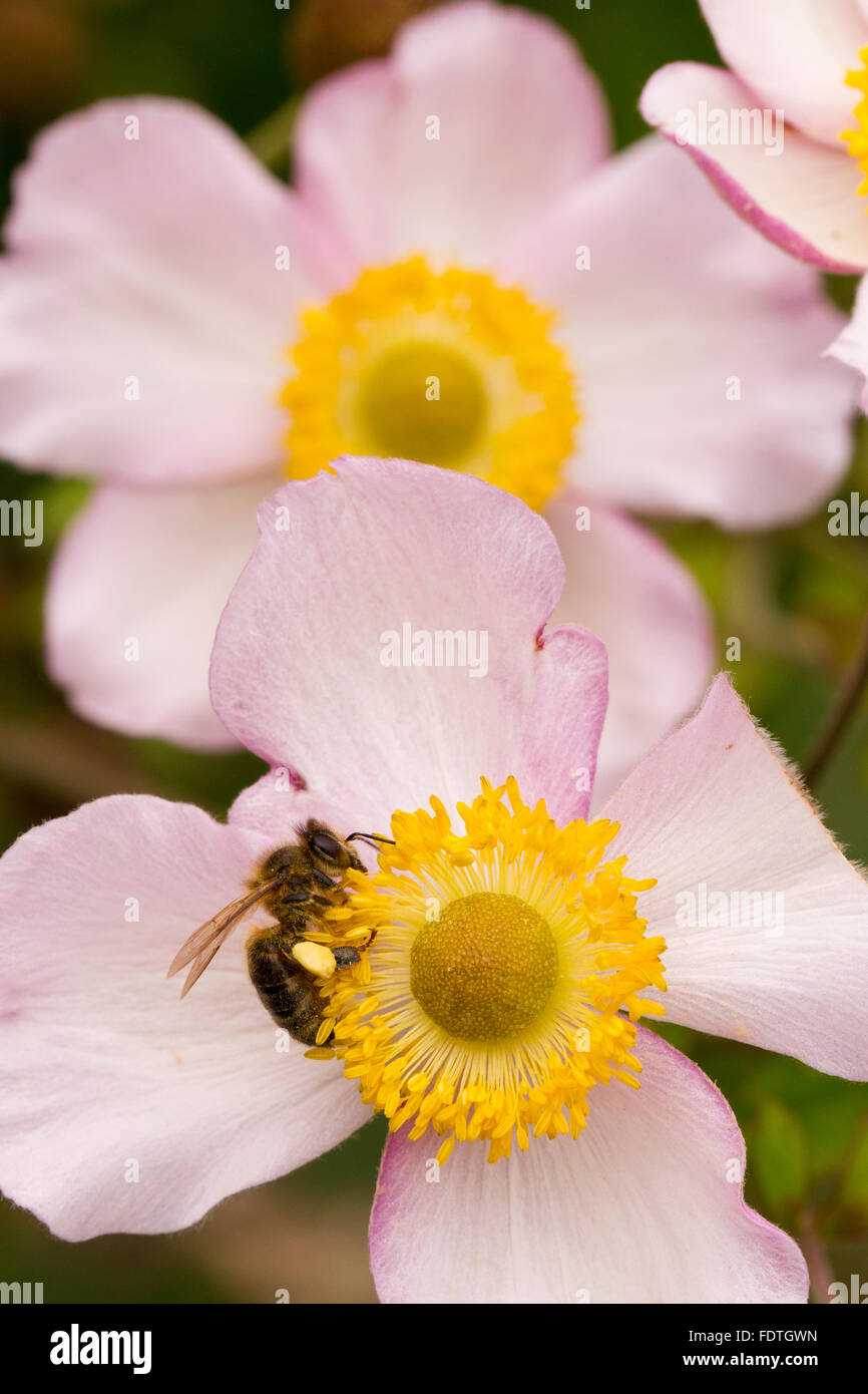 Westliche Honigbiene (Apis Mellifera) Erwachsene Arbeitnehmer Fütterung auf eine japanische Anemone (Anemone X hybrida) Blume in einem Garten. Stockfoto