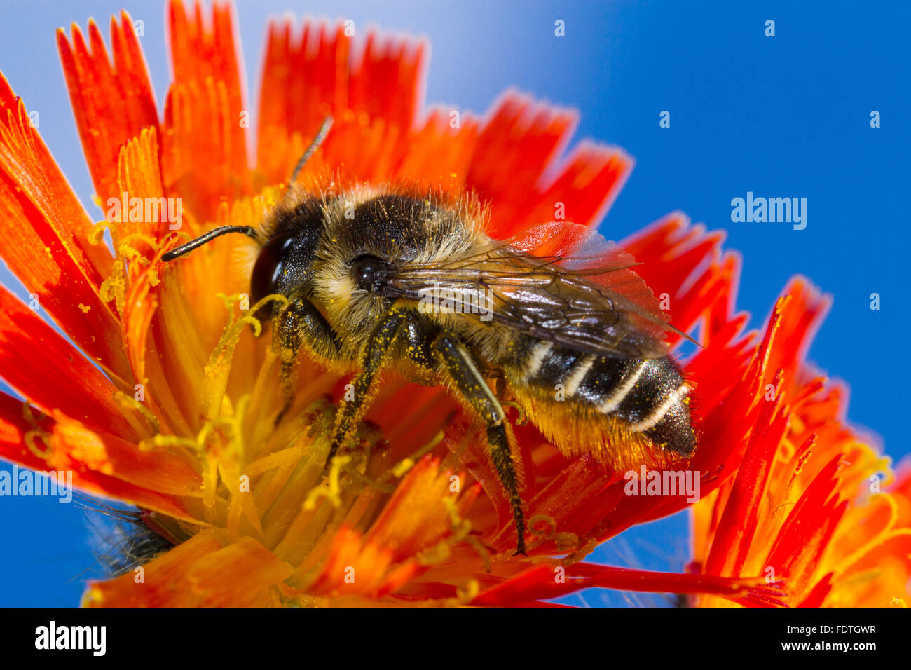 Patchwork Blatt-Cutter Bee (Megachile Centuncularis) erwachsenes Weibchen ernähren sich von einer Blume Orange Habichtskraut (Gruppe Aurantiaca). Stockfoto