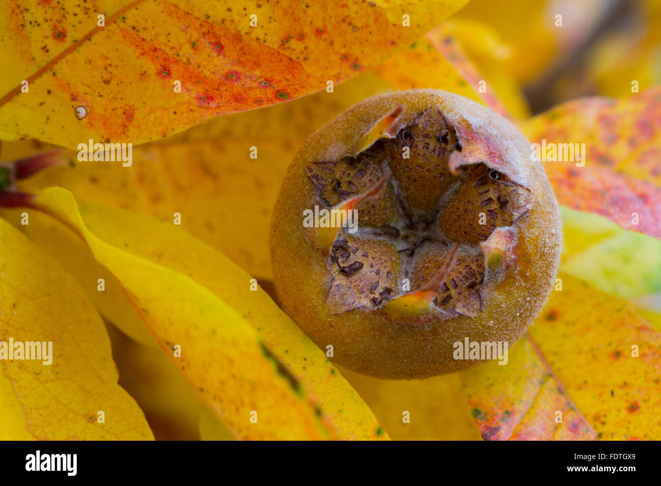 Mispel (canescens Germanica) Nahaufnahme von Früchten, in einem Garten. Powys, Wales. Oktober. Stockfoto