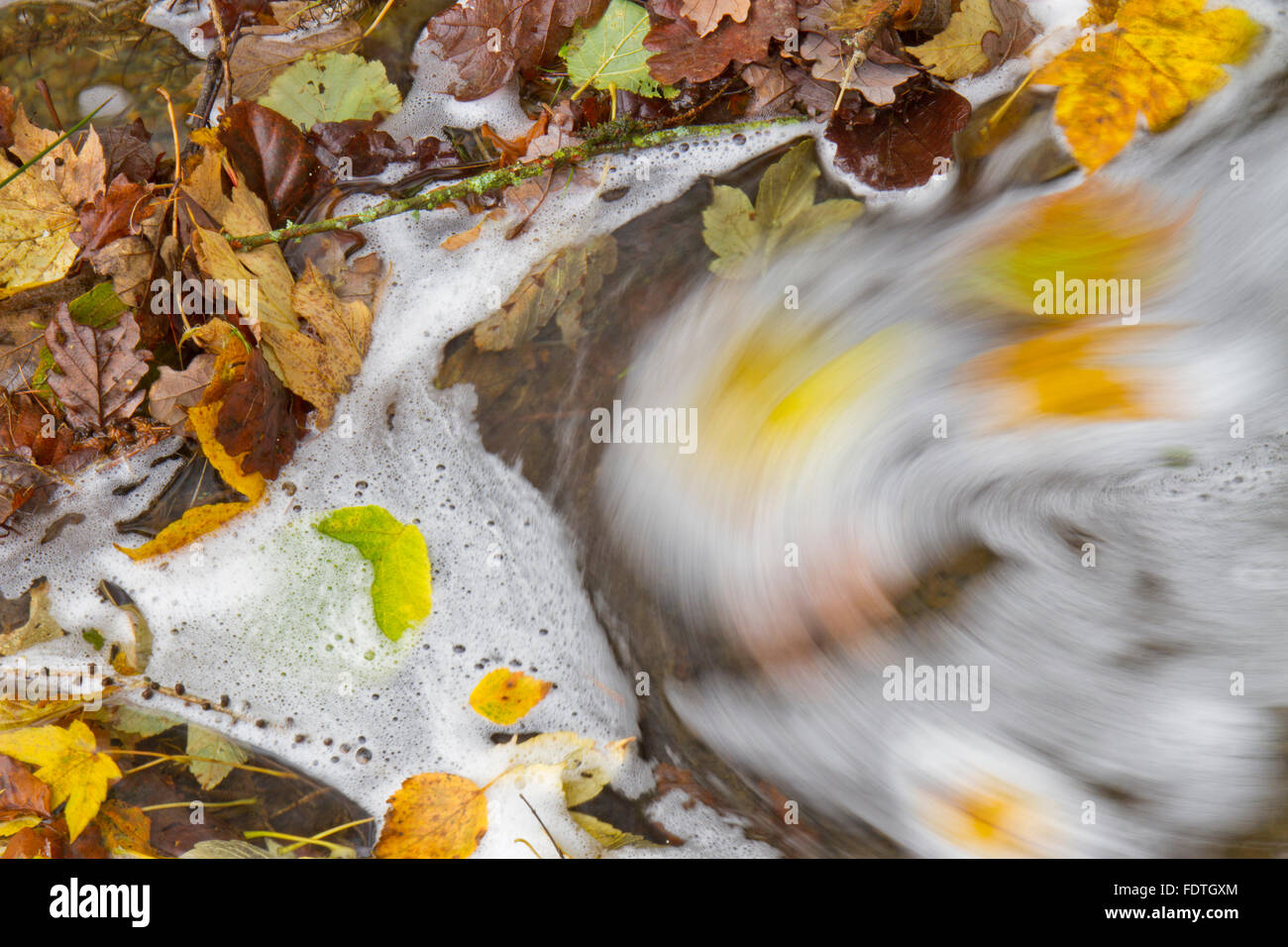 Herbstlaub sammeln in einem Stream. Powys, Wales. November. Stockfoto