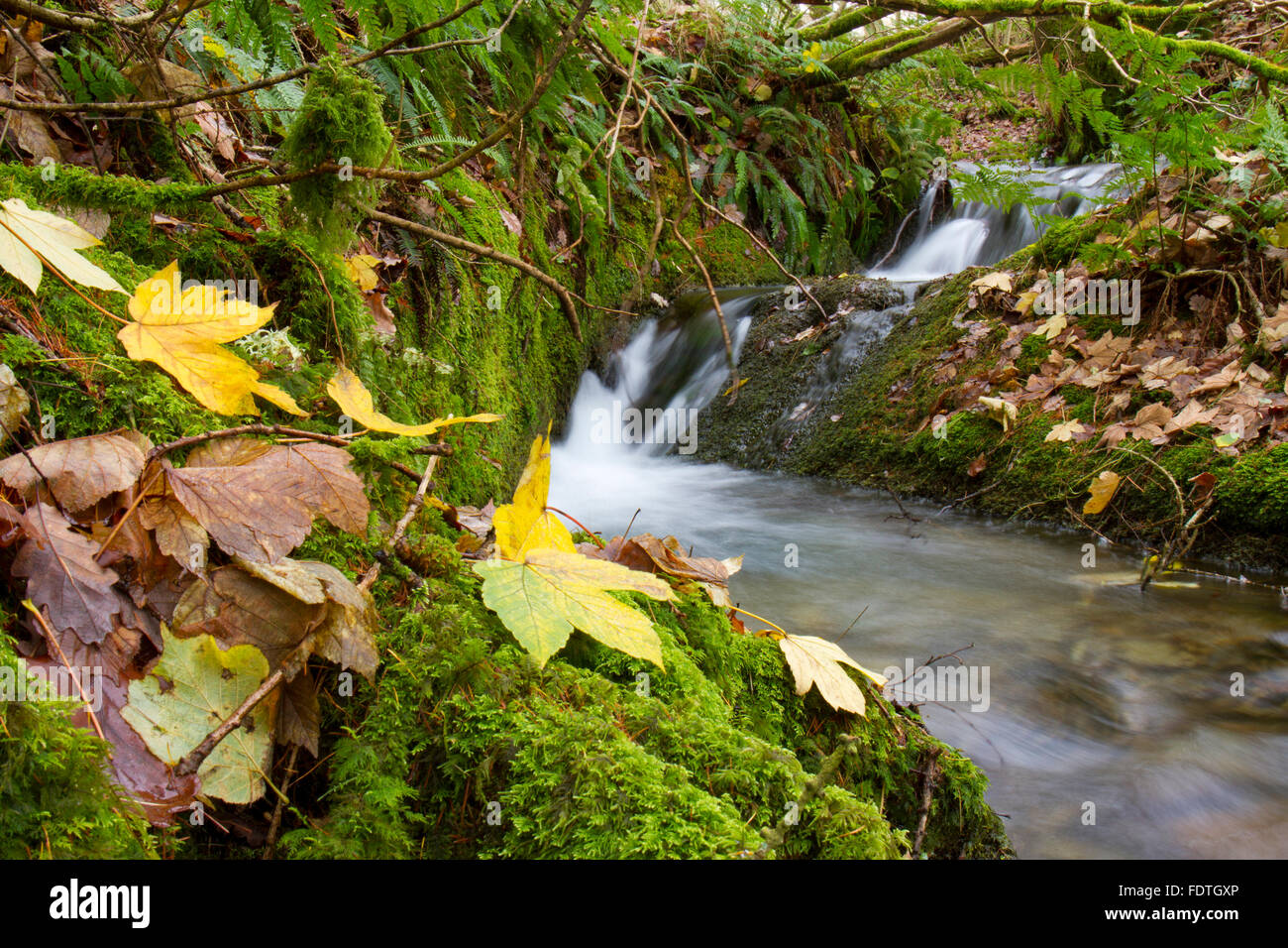 Farne und Laub neben einem Waldbach im Herbst. Powys, Wales. November. Stockfoto