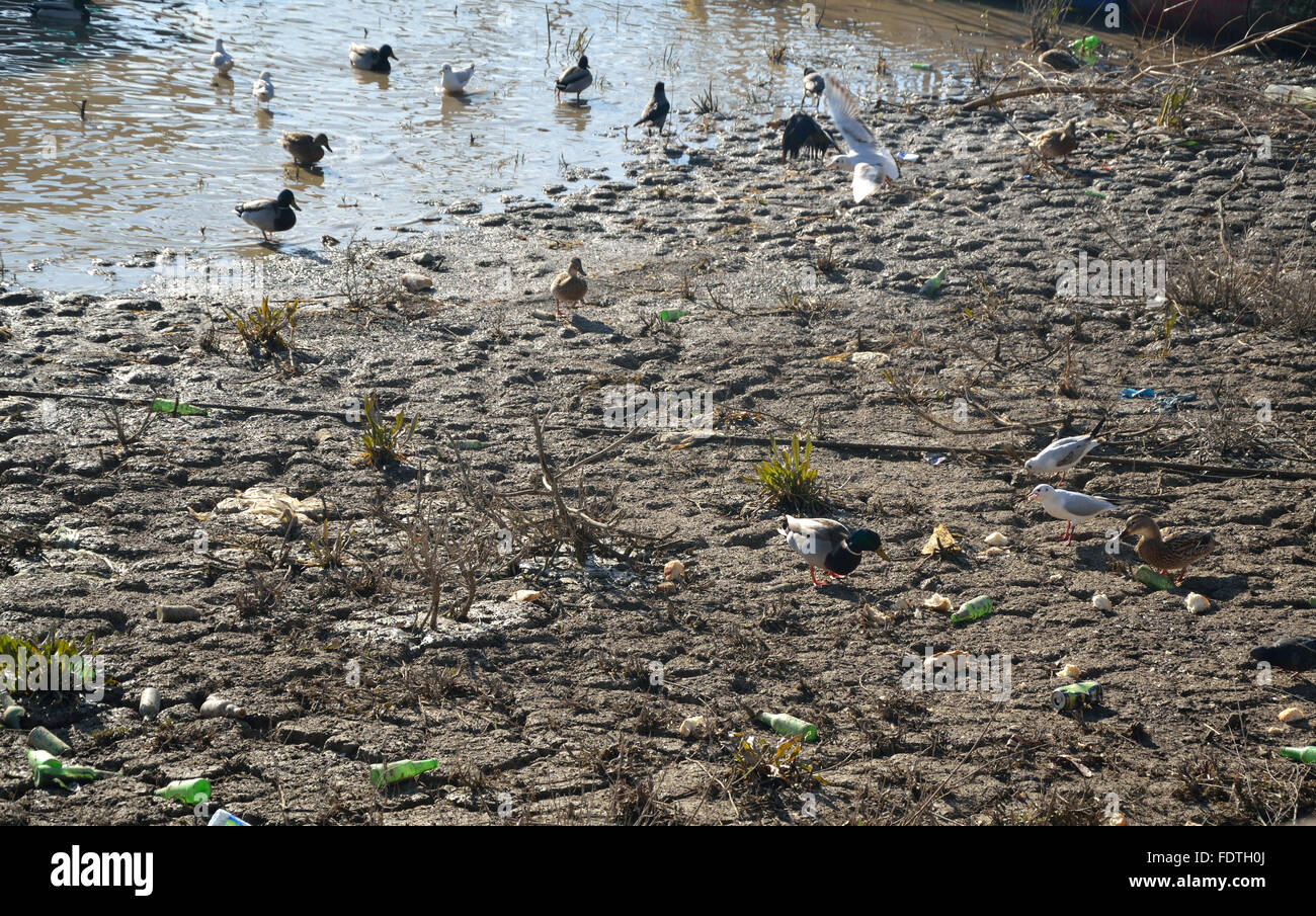 Der Fluss zurück, eine trockene Ufer voller Schmutz und Müll hinterlassen. Verschiedene Vögel versammeln sich dort nach Nahrung. Stockfoto