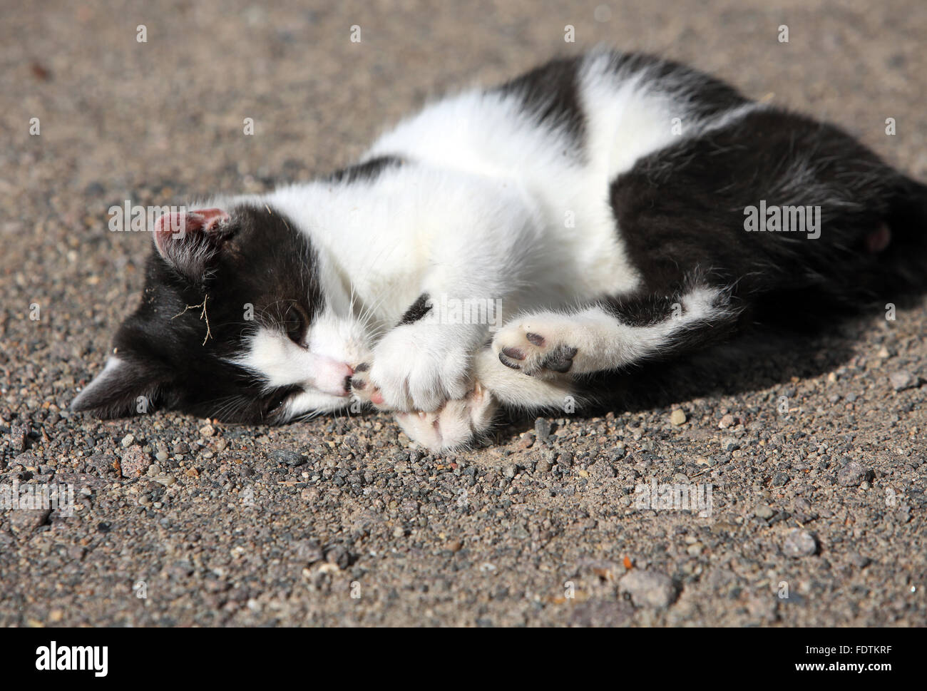Graditz, Deutschland, Katze Schnuppet auf seine Hinterpfote Stockfoto