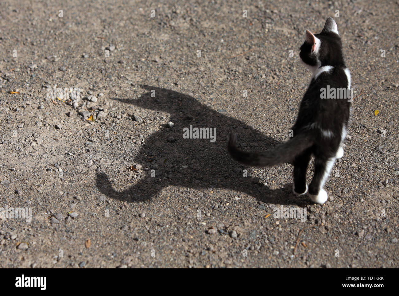 Graditz, Deutschland, Katze wirft einen Schatten auf dem Boden Stockfoto