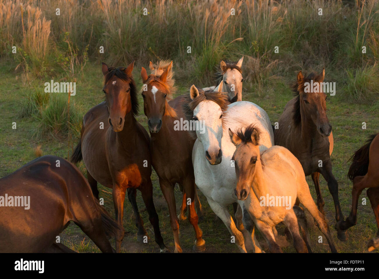 Pantaneiro Pferd Pantanal-Brasilien wilde Feuchtgebiet Sonne Stockfoto