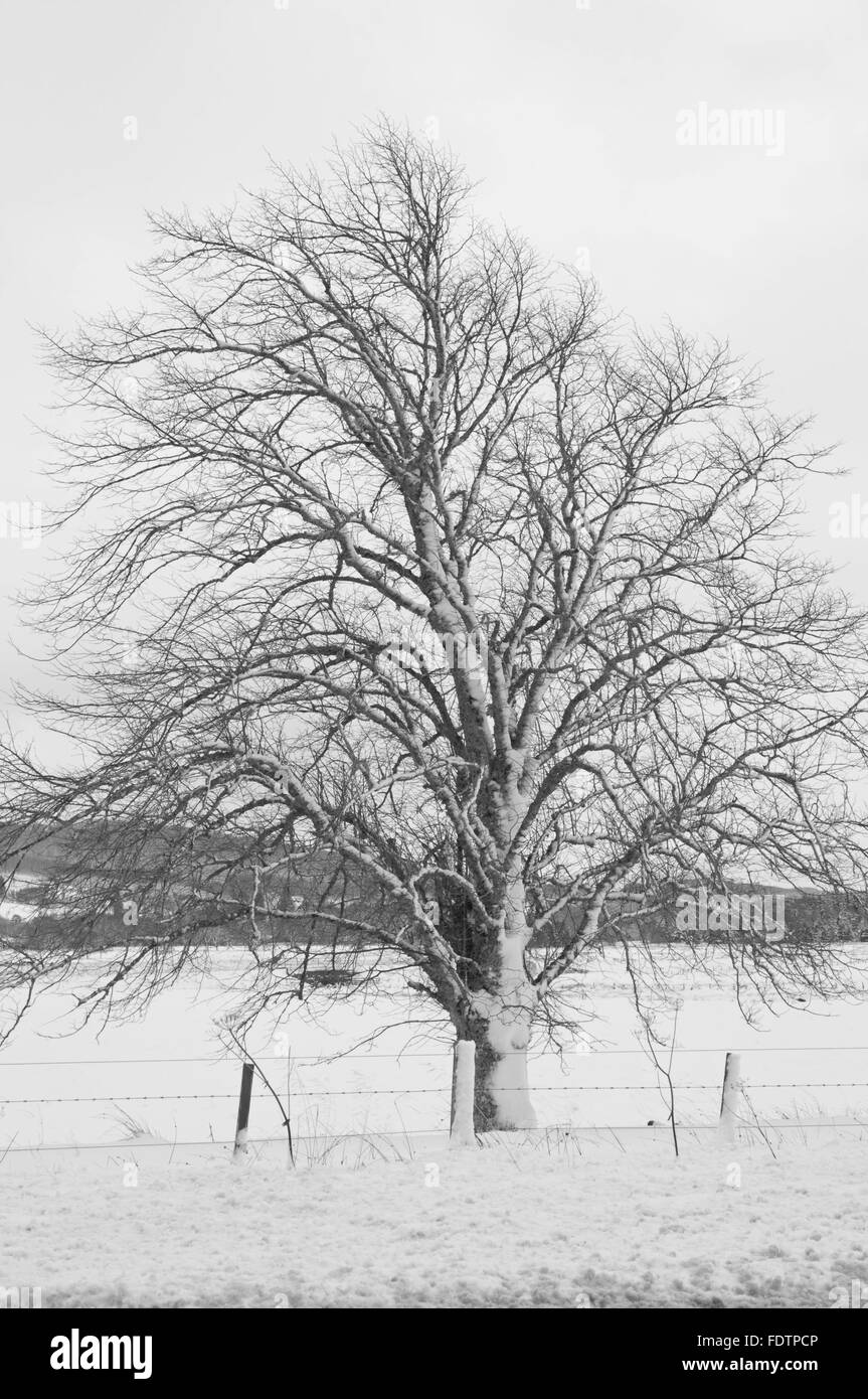 Schnee bedeckt, Baum und Zaun Stockfoto