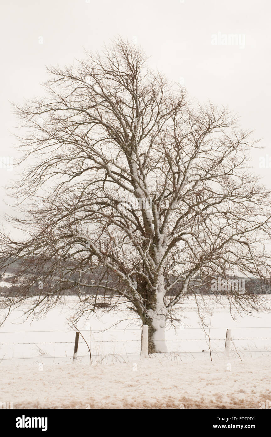 Schnee bedeckt, Baum und Zaun Stockfoto