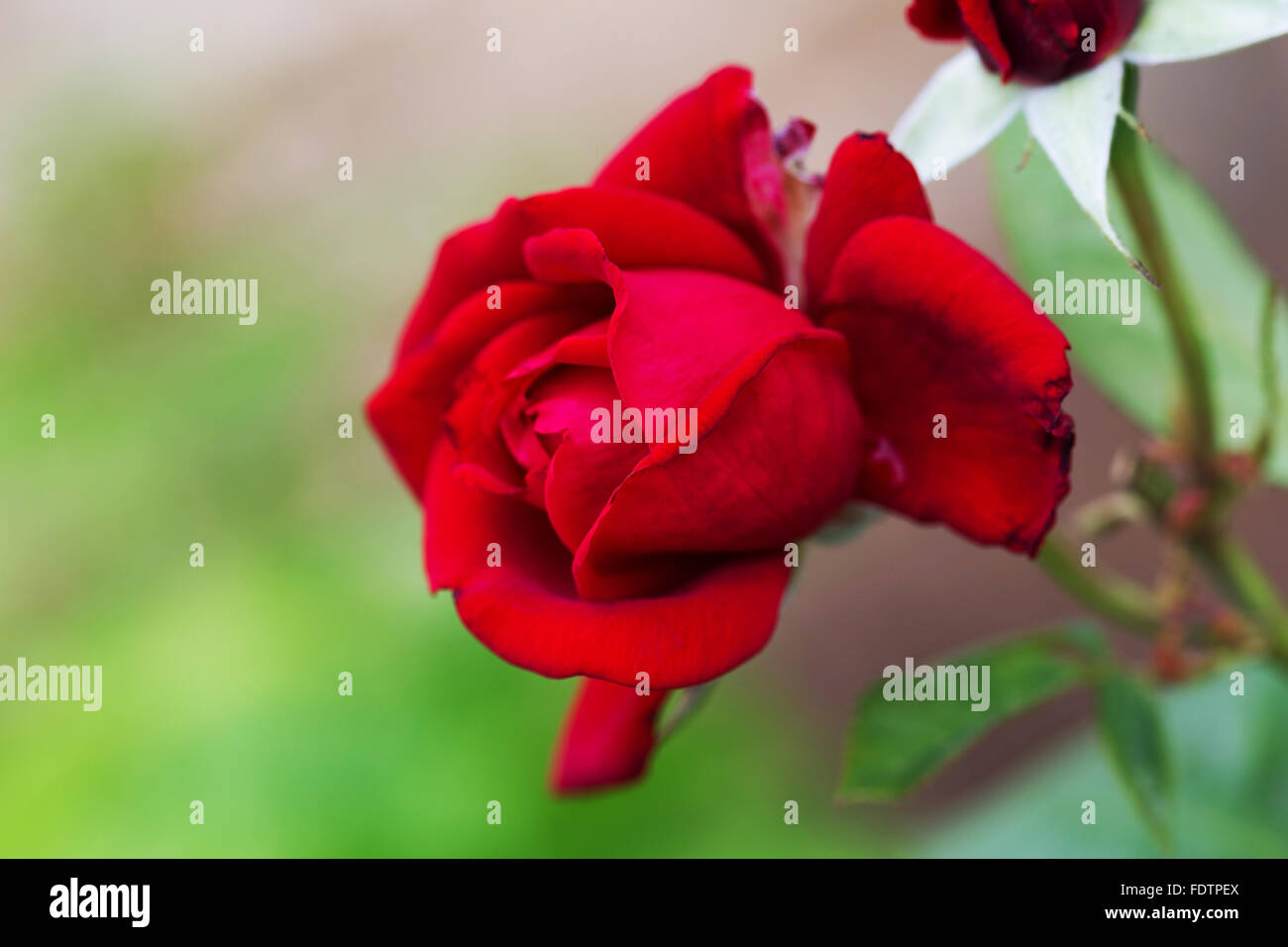 Schöne blühende rote rose auf einem grünen Hintergrund-Unschärfe. Selektiver Weichzeichner. Closeup Bild. Stockfoto