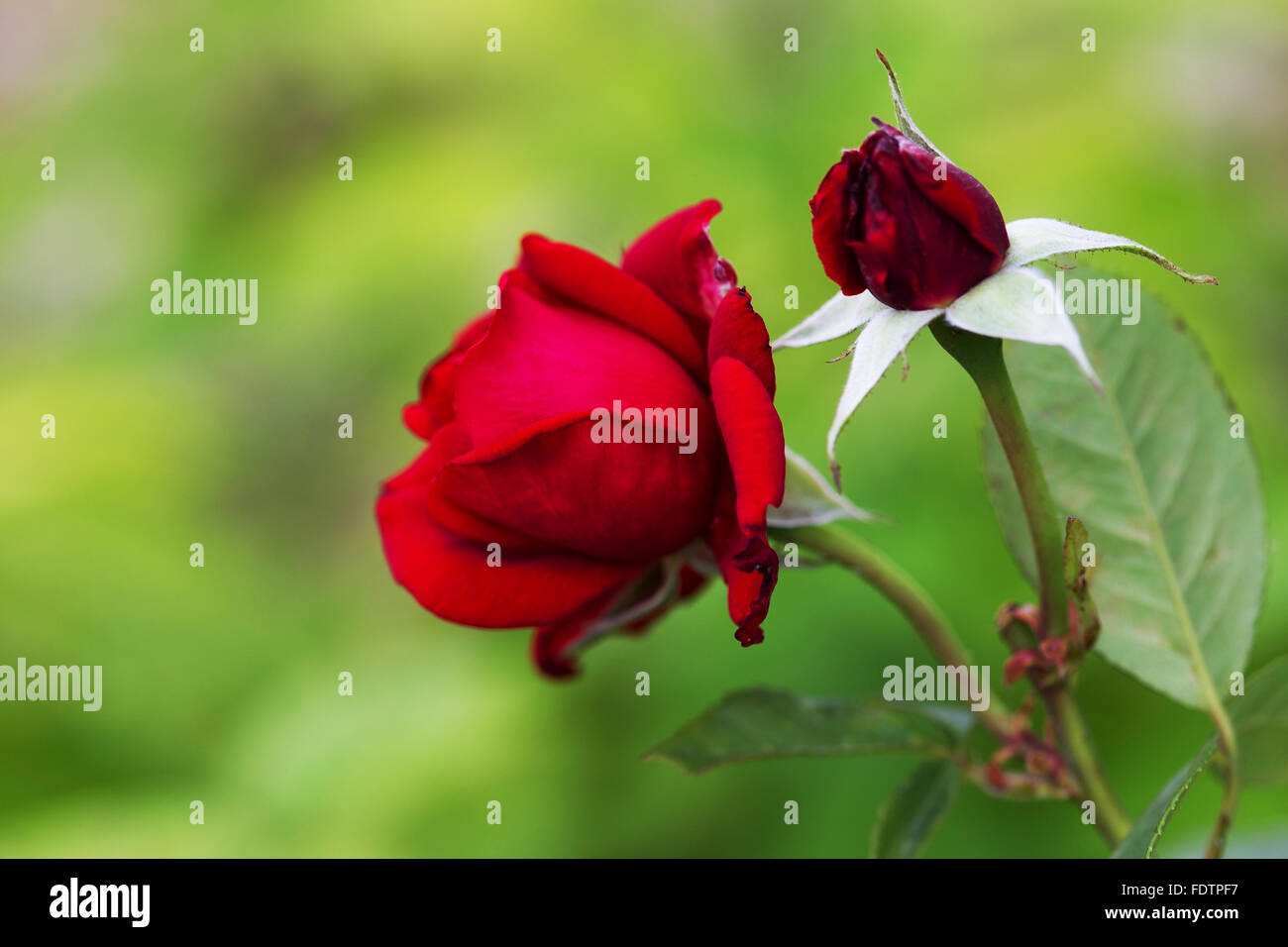 Schöne blühende rote rose auf einem grünen Hintergrund-Unschärfe. Selektiver Weichzeichner. Closeup Bild. Stockfoto