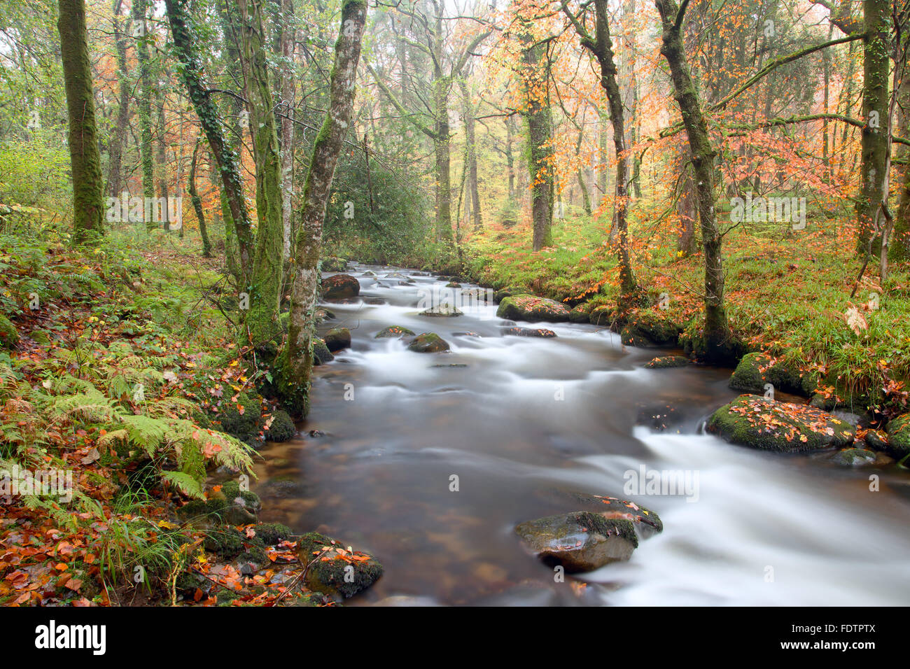 Fluss Webburn im Herbst Dartmoor National Park Devon Uk Stockfoto