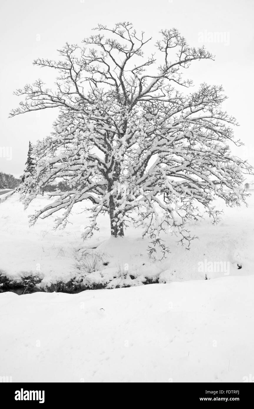 Schneebedeckten Baum und Bach Stockfoto