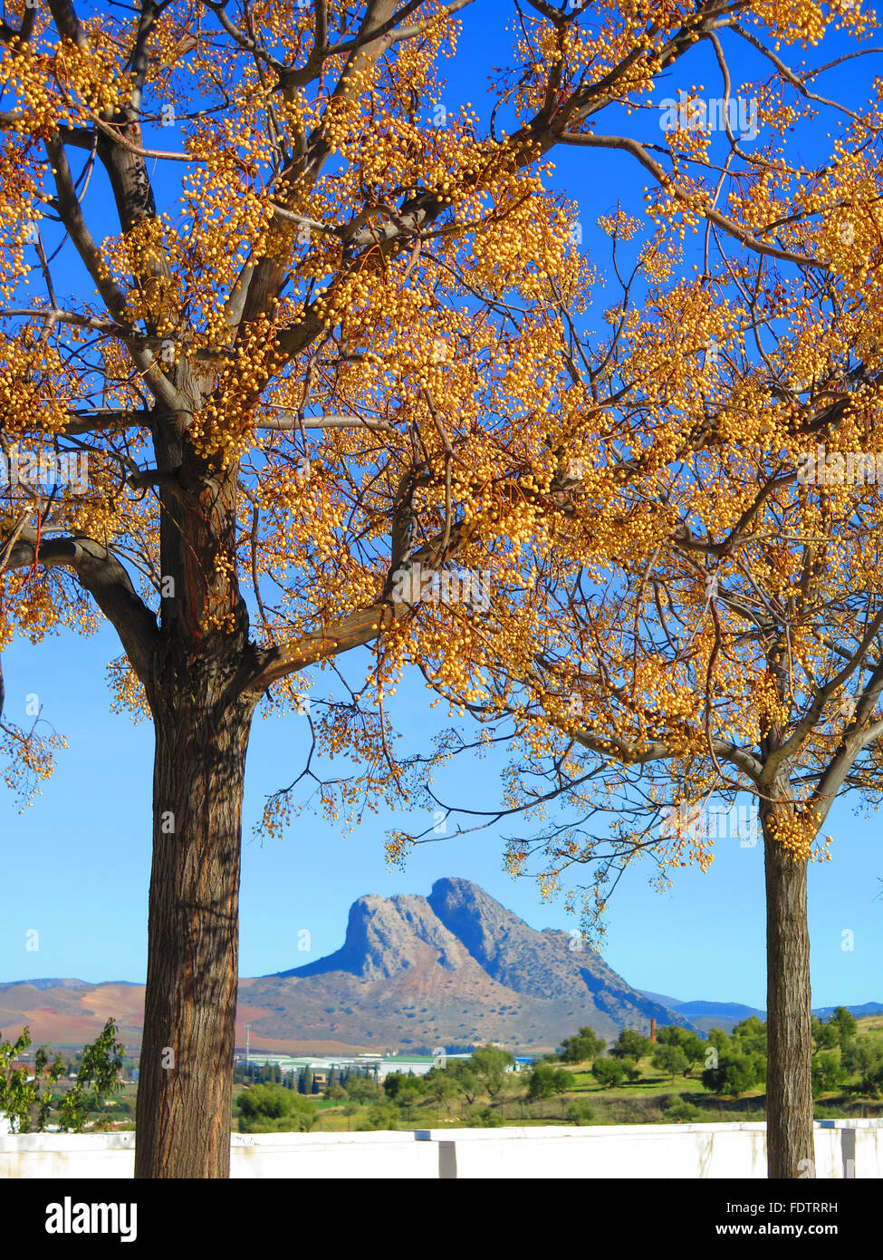 Buttonball Baum und Lovers Rock bei Sonnenschein in der Nähe von Antequera, Andalusien Stockfoto