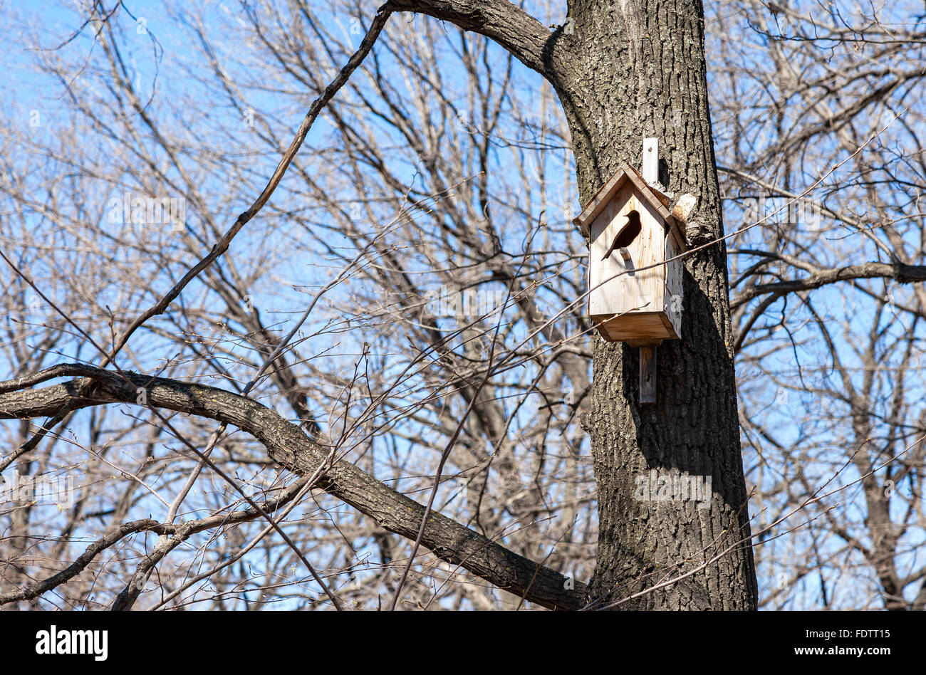 Holz Vogelhaus hängen von einem Baum im Frühling Stockfoto