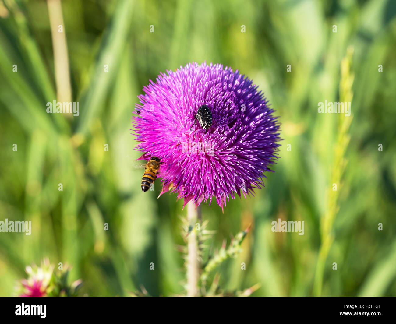Schöne helle Blume Distel. Bienen bestäuben die Blüten, Nektar und Pollen von Blumen zu sammeln. Selektiven Fokus Stockfoto