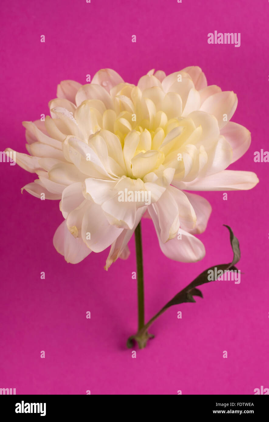 Weiße Chrysantheme auf einem rosa Hintergrund. Stockfoto
