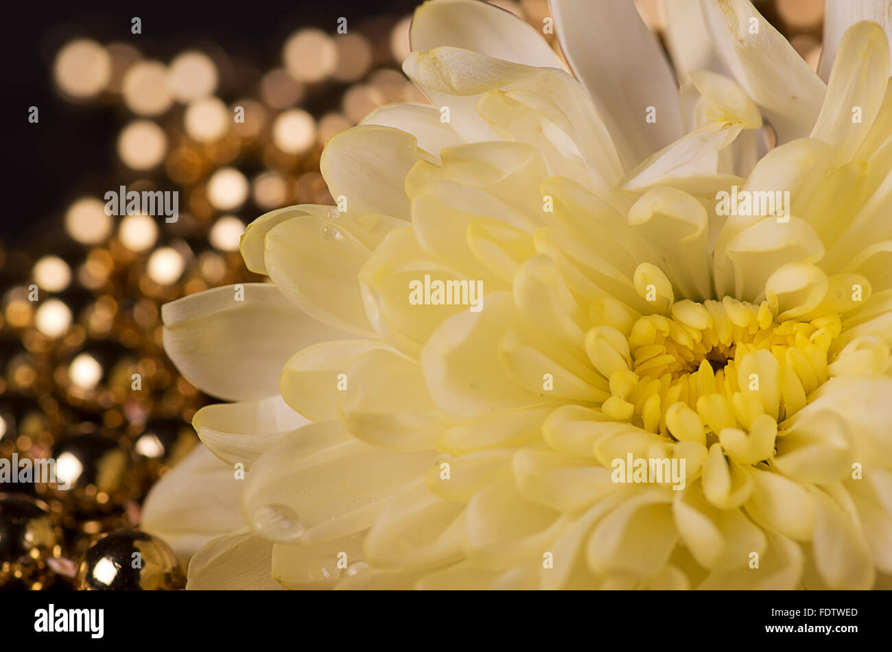 Weiße Chrysantheme und gold Bokeh. Stockfoto