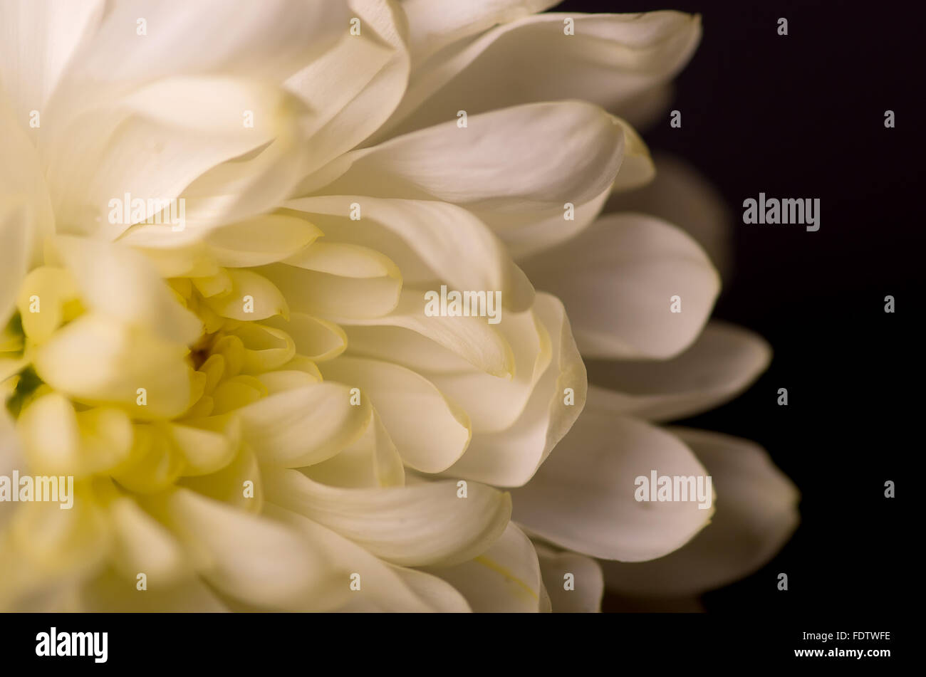 Weiße Chrysantheme auf einem schwarzen Hintergrund. Stockfoto
