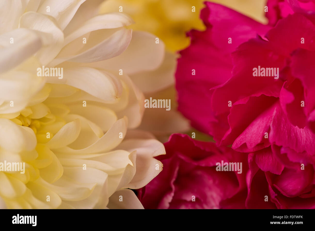 Bunte Blumen in einem Bouquet. Stockfoto