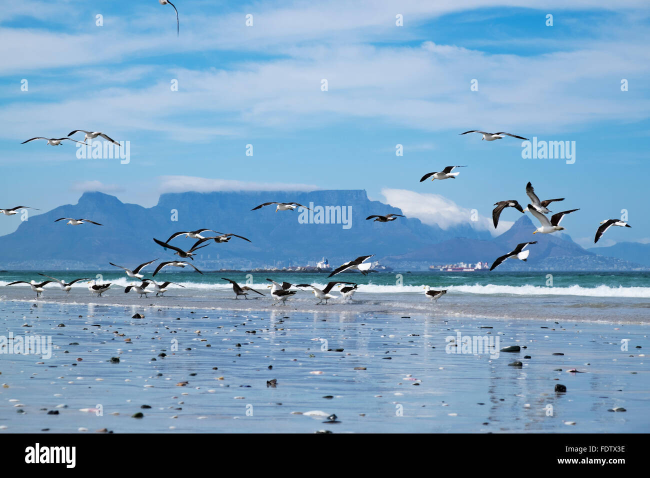 Kapstadt, Südafrika. Möwen auf der Suche nach Essen am Strand mit dem Tafelberg Südafrika von Blaauberg Strand Strand genommen gewaschen Stockfoto